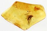 Detailed Fossil Fly (Dolichopodidae) in Baltic Amber #315359-1